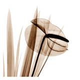 Flamingo Plant in Sienna