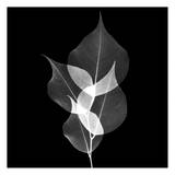 Dancing Leaves Black and White