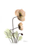 Iceland Poppy in Color