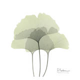 Ginkgo Trio in Green