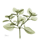 Green Leaves in Bloom II