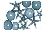 Starfish Sea Urchins in Blue
