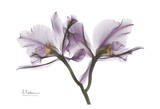 Beautiful Orchid in Purple II