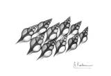 Spindle Shell