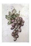 Glorious Grapes II