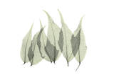 Japanese Fern