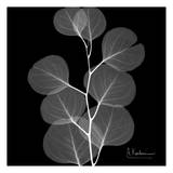 Eucalyptus on Black
