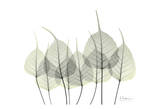 Bodhi Tree Leaves in Green
