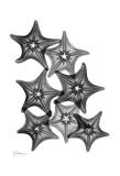 Star Fish Burst