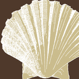 Natural Shell IV