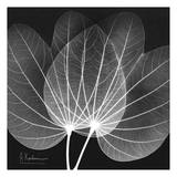 Orchid Tree Black and White
