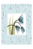 Tulips With Blue Damask Frame