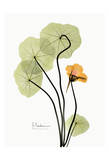 Nasturtium in Yellow