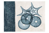 Sea Urchin Starfish Blue