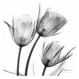 Three Tulips in Black and White