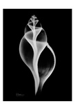 Tulip Shell on Black
