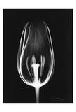 Tulip Close Up on Black