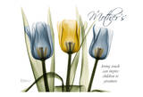 Trio Tulips Mother's Touch