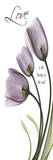 Love  Tulips in Purple