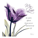 My Love  Purple Tulip
