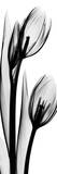 Tulip in Black and White II