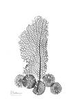 Sea Fan and Sand Dollar in Black and White