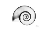 Rams Horn Snail in Black and White