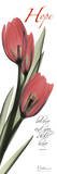 Tulips in Red  Hope