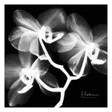 Orchid White on Black
