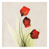 Sandersonia in Red II
