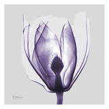 Purple Tulip Bud on Purple