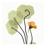 Nasturtium