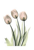 Three Pale Pink Tulips