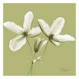 Twin Buds on Pale Green