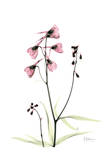 Pink Spring Snowdrop