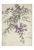 Wisteria