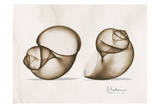 Moon Snails Pair in Brown