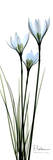 White Lilies in Blue