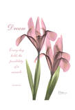 Pink Iris  Dream