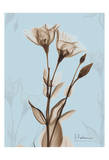 Tulips Brown on Blue