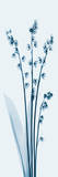 Lily of The Valley in Blue II