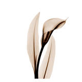 Single Calla Lily in Sienna
