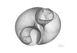 Twin Shells