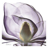 Precious Orchid in Purple Close