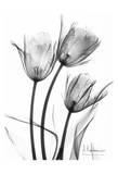Tulip Arrangement in Black and White