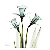 Three Daffodils in Green