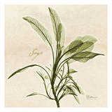 Sage in Bloom