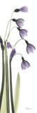 Snow Drop in Lavender