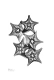 Star Fish Group in Black and White