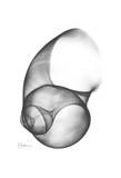 Moon Snail Twist in Black and White